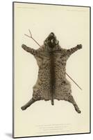 The Wildcat Skin and Crotched Stick on Which the Two Feathered Stems are Placed When at Rest-null-Mounted Giclee Print