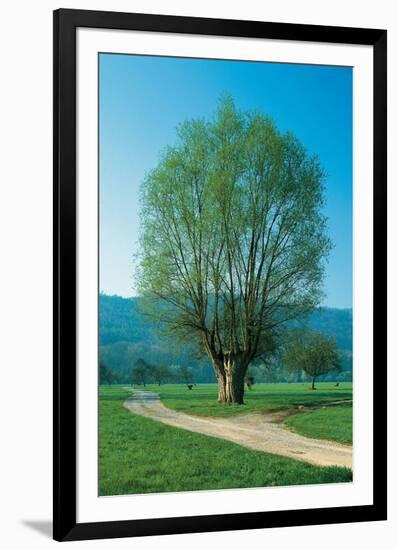 The Willow At The Fork-null-Framed Art Print