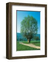 The Willow At The Fork-null-Framed Art Print