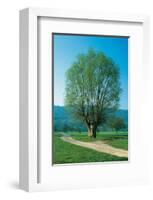 The Willow At The Fork-null-Framed Art Print