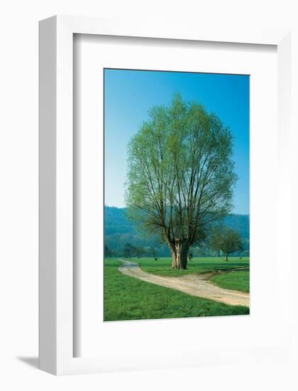 The Willow At The Fork-null-Framed Art Print