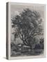 The Willow (Etching)-Samuel Palmer-Stretched Canvas