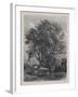 The Willow (Etching)-Samuel Palmer-Framed Giclee Print