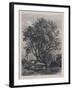 The Willow (Etching)-Samuel Palmer-Framed Giclee Print