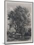 The Willow (Etching)-Samuel Palmer-Mounted Giclee Print
