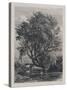 The Willow (Etching)-Samuel Palmer-Stretched Canvas