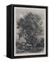 The Willow (Etching)-Samuel Palmer-Framed Stretched Canvas