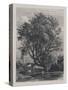 The Willow (Etching)-Samuel Palmer-Stretched Canvas