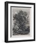 The Willow (Etching)-Samuel Palmer-Framed Premium Giclee Print