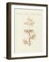 The Winding Sertularia or Base Coralline-null-Framed Giclee Print