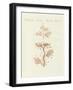 The Winding Sertularia or Base Coralline-null-Framed Giclee Print