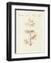 The Winding Sertularia or Base Coralline-null-Framed Premium Giclee Print