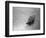 The Windjammer Olive Bank in the English Channel, 1935-null-Framed Photographic Print