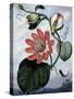 The Winged Passion Flower-Sydenham Teast Edwards-Stretched Canvas