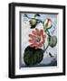 The Winged Passion Flower-Sydenham Teast Edwards-Framed Giclee Print