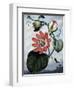 The Winged Passion Flower-Sydenham Teast Edwards-Framed Giclee Print