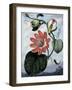 The Winged Passion Flower-Sydenham Teast Edwards-Framed Giclee Print