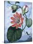 The Winged Passion Flower-Sydenham Teast Edwards-Stretched Canvas