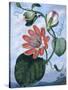The Winged Passion Flower-Sydenham Teast Edwards-Stretched Canvas