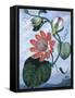 The Winged Passion Flower-Sydenham Teast Edwards-Framed Stretched Canvas