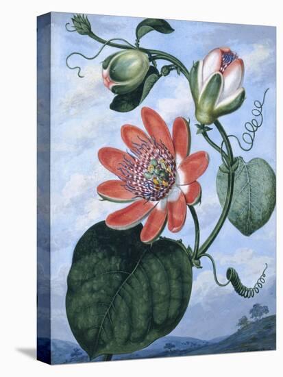 The Winged Passion Flower-Sydenham Teast Edwards-Stretched Canvas