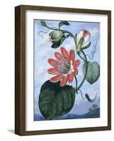 The Winged Passion Flower-Sydenham Teast Edwards-Framed Giclee Print