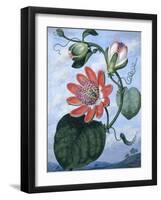 The Winged Passion Flower-Sydenham Teast Edwards-Framed Giclee Print