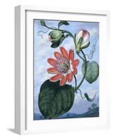 The Winged Passion Flower-Sydenham Teast Edwards-Framed Giclee Print