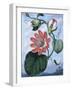 The Winged Passion Flower-Sydenham Teast Edwards-Framed Giclee Print