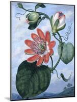 The Winged Passion Flower-Sydenham Teast Edwards-Mounted Giclee Print