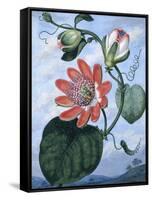 The Winged Passion Flower-Sydenham Teast Edwards-Framed Stretched Canvas