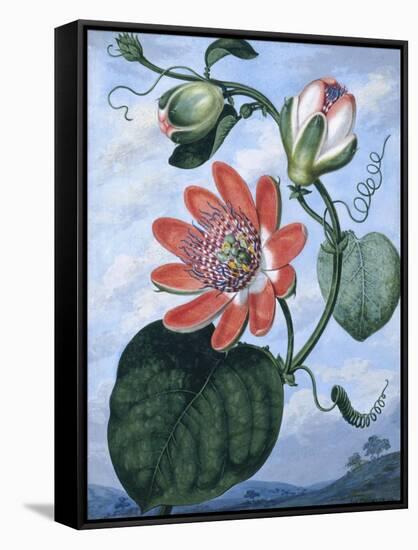 The Winged Passion Flower-Sydenham Teast Edwards-Framed Stretched Canvas