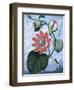 The Winged Passion Flower-Sydenham Teast Edwards-Framed Giclee Print