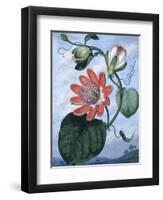 The Winged Passion Flower-Sydenham Teast Edwards-Framed Giclee Print