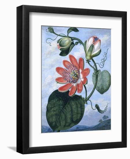 The Winged Passion Flower-Sydenham Teast Edwards-Framed Giclee Print