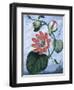 The Winged Passion Flower-Sydenham Teast Edwards-Framed Giclee Print