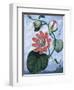 The Winged Passion Flower-Sydenham Teast Edwards-Framed Giclee Print