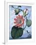 The Winged Passion Flower-Sydenham Teast Edwards-Framed Giclee Print