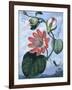 The Winged Passion Flower-Sydenham Teast Edwards-Framed Giclee Print