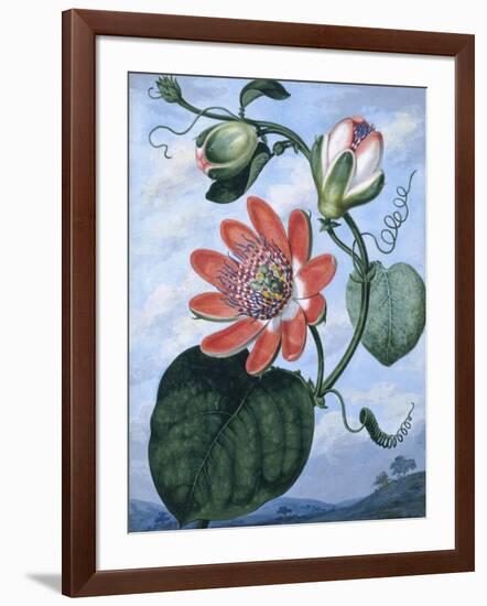 The Winged Passion Flower-Sydenham Teast Edwards-Framed Giclee Print