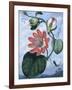 The Winged Passion Flower-Sydenham Teast Edwards-Framed Giclee Print