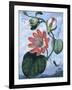 The Winged Passion Flower-Sydenham Teast Edwards-Framed Giclee Print