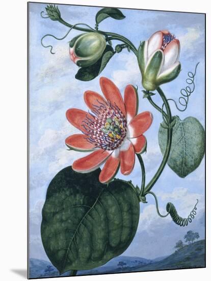 The Winged Passion Flower-Sydenham Teast Edwards-Mounted Giclee Print