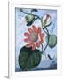 The Winged Passion Flower-Sydenham Teast Edwards-Framed Giclee Print