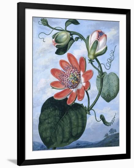 The Winged Passion Flower-Sydenham Teast Edwards-Framed Giclee Print