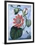 The Winged Passion Flower-Sydenham Teast Edwards-Framed Giclee Print