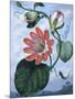 The Winged Passion Flower-Sydenham Teast Edwards-Mounted Giclee Print