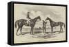The Winners of the Derby and Oaks-null-Framed Stretched Canvas