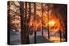 The Winter Park at Sunset. Hoarfrost on Branches Macro. Rime on Trees. Frost and Snow on the Branch-Sergey Zaykov-Stretched Canvas