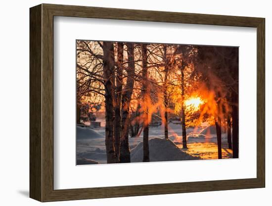 The Winter Park at Sunset. Hoarfrost on Branches Macro. Rime on Trees. Frost and Snow on the Branch-Sergey Zaykov-Framed Photographic Print